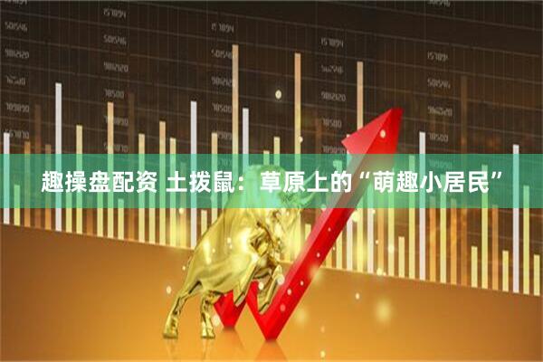 趣操盘配资 土拨鼠：草原上的“萌趣小居民”